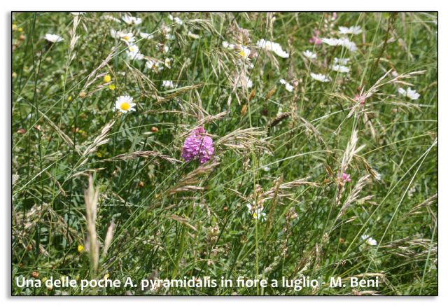 Orchidee di luglio al confine tra Toscana ed Emilia